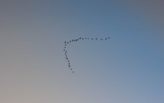 Чиновники Беларуси координируют нелегальную миграцию - мнение