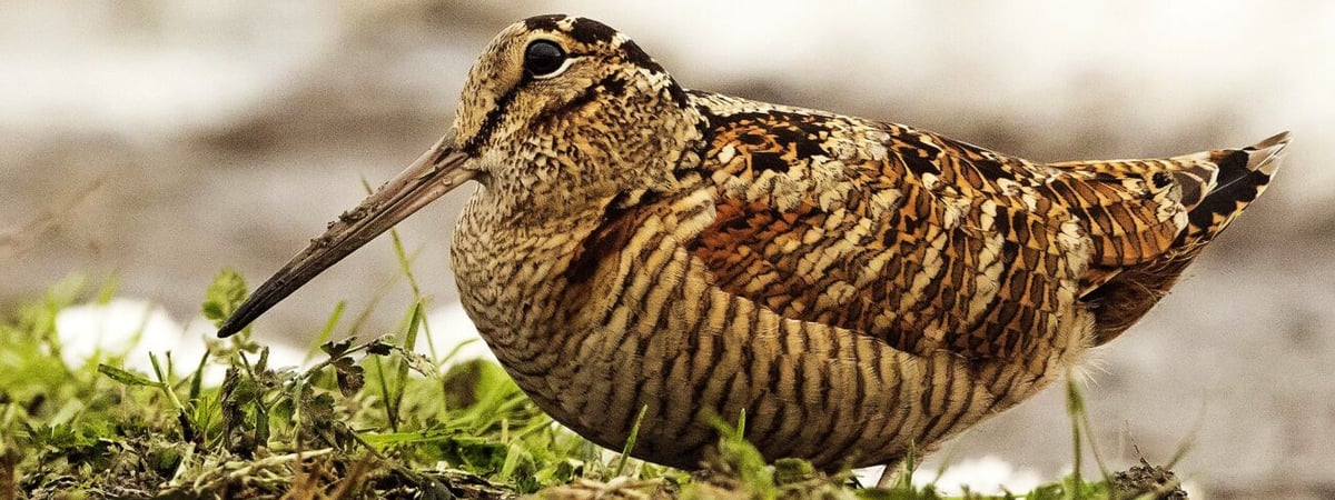 В Беларуси открывается сезон охоты на вальдшнепа