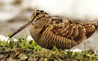 В Беларуси открывается сезон охоты на вальдшнепа