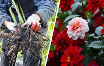 «Не ждите первых заморозков» — Садовод показала, как правильно выкапывать и хранить георгины, чтобы перезимовали — Полезно