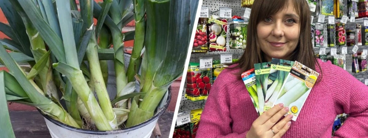 Этот лук обходится белорусам по 16-20 руб. за кг. Садовод рассказала, как вырастить самим за копейки — Полезно