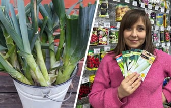 Этот лук обходится белорусам по 16-20 руб. за кг. Садовод рассказала, как вырастить самим за копейки — Полезно