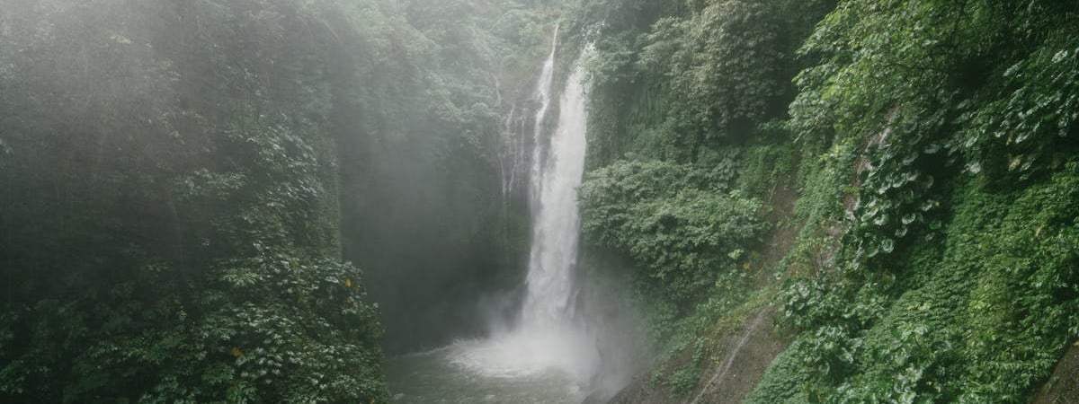 Как сделать изгородь из туй бесплатно? Сделайте так в июле, чтобы к осени иметь густые саженцы — Полезно