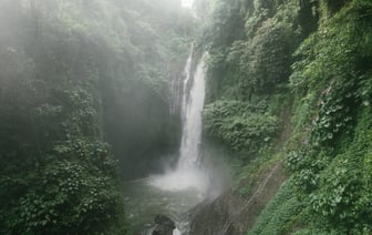 Как сделать изгородь из туй бесплатно? Сделайте так в июле, чтобы к осени иметь густые саженцы — Полезно