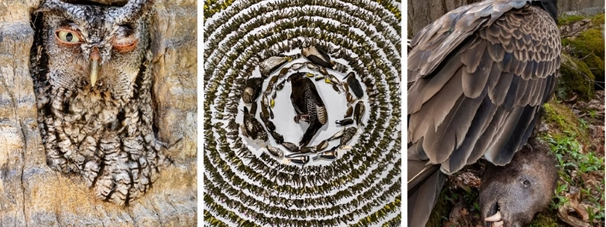 Фотограф из Канады получила премию за снимок 4 тысяч мёртвых птиц. Чем ещё удивил Bird Photographer-2024? — Фото