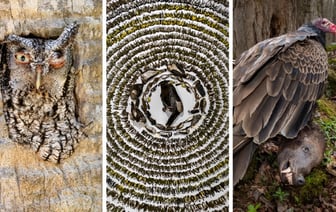 Фотограф из Канады получила премию за снимок 4 тысяч мёртвых птиц. Чем ещё удивил Bird Photographer-2024? — Фото