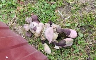 Белоруска снимала порнографию с участием своих детей