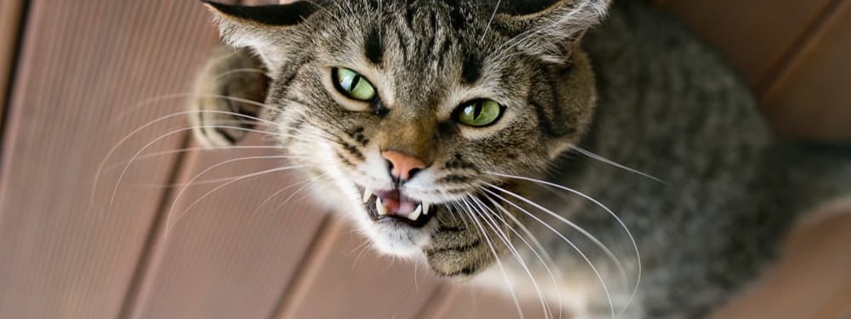 Можно ли поднимать кошку за шкирку? Ветеринар объяснила, что чувствует животное в этот момент на самом деле — Полезно