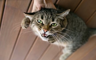 Можно ли поднимать кошку за шкирку? Ветеринар объяснила, что чувствует животное в этот момент на самом деле — Полезно