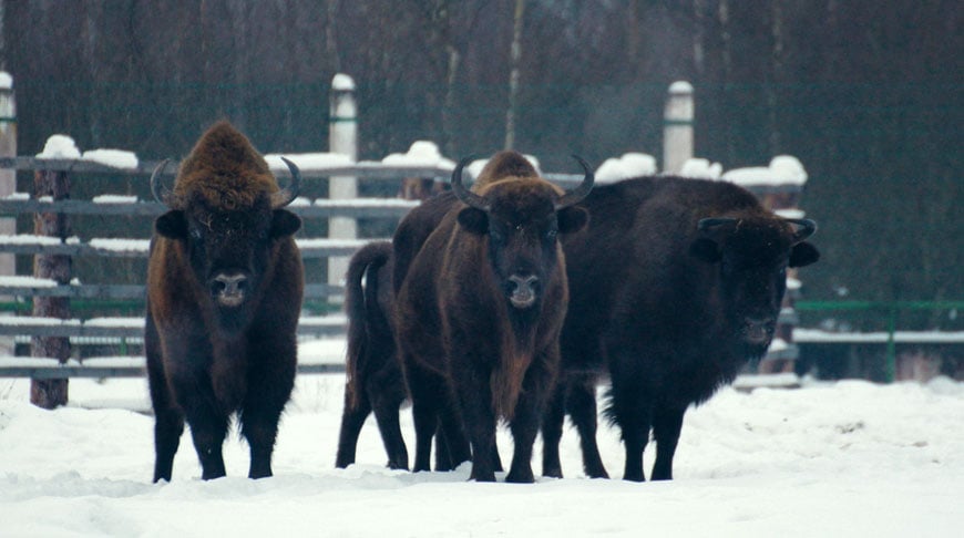 Как считают зубров и сколько их в Беларуси? Спросили у ученых