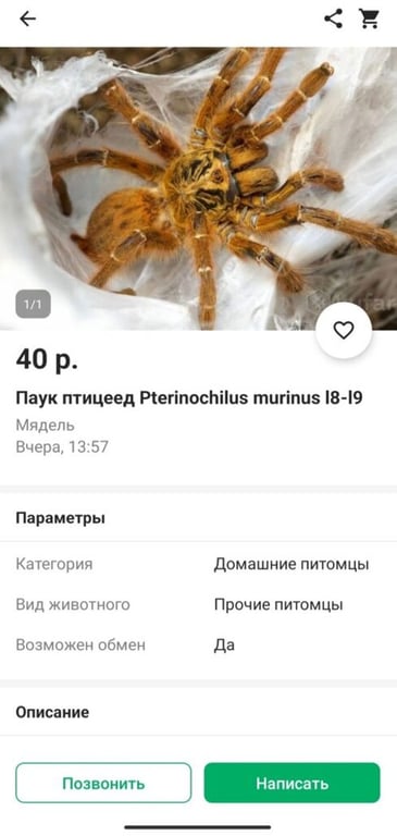 Телефон за 100 млн, ядовитый паук и хлеб зубной работы. Нашли три странных товара на Куфаре