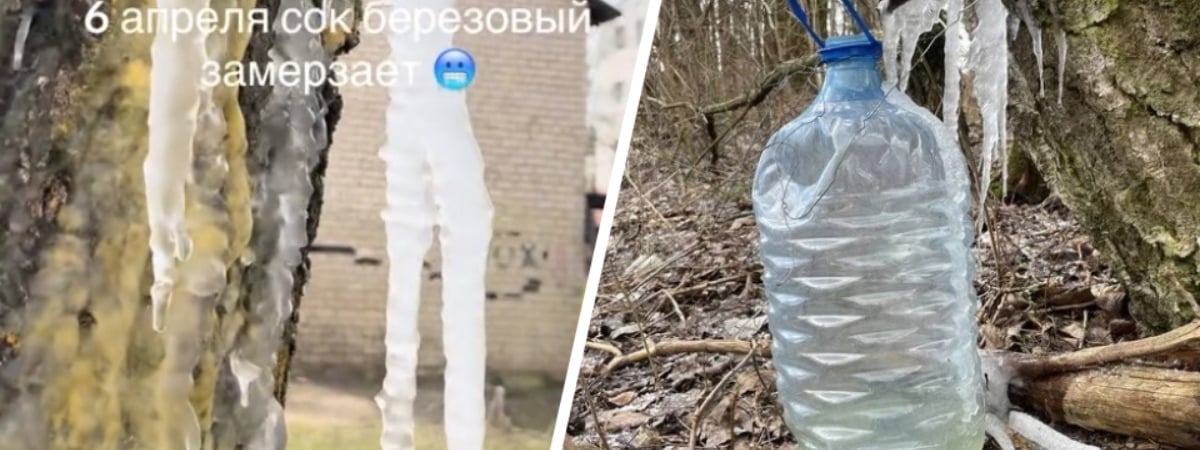 Белорусы показали, как добывают «берёзовый лёд» из-за апрельских погодных аномалий — Видео