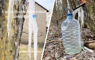 Белорусы показали, как добывают «берёзовый лёд» из-за апрельских погодных аномалий — Видео