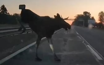 «Я еще легко отделался». Что бывает, когда на дороге внезапно появляется лось