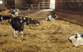 ОБЭП пересчитал коров на ферме и не нашел 90 голов. На директора возбудили уголовное дело