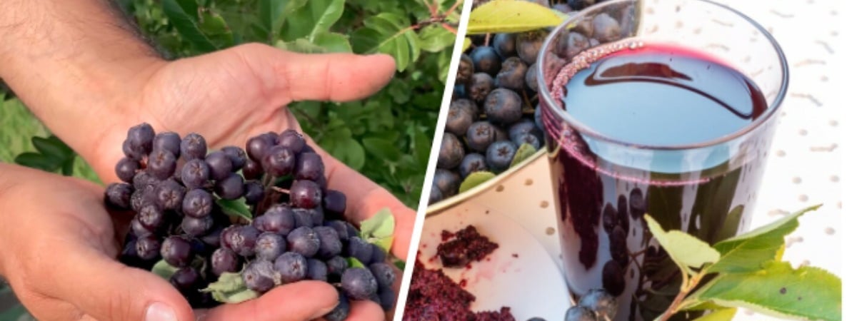 Как избавить черноплодную рябину от вяжущего вкуса? Нашли вкусный рецепт компота, который укрепит иммунитет — Полезно