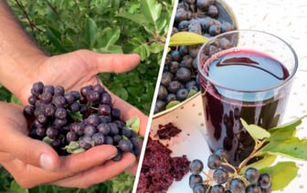 Как избавить черноплодную рябину от вяжущего вкуса? Нашли вкусный рецепт компота, который укрепит иммунитет — Полезно