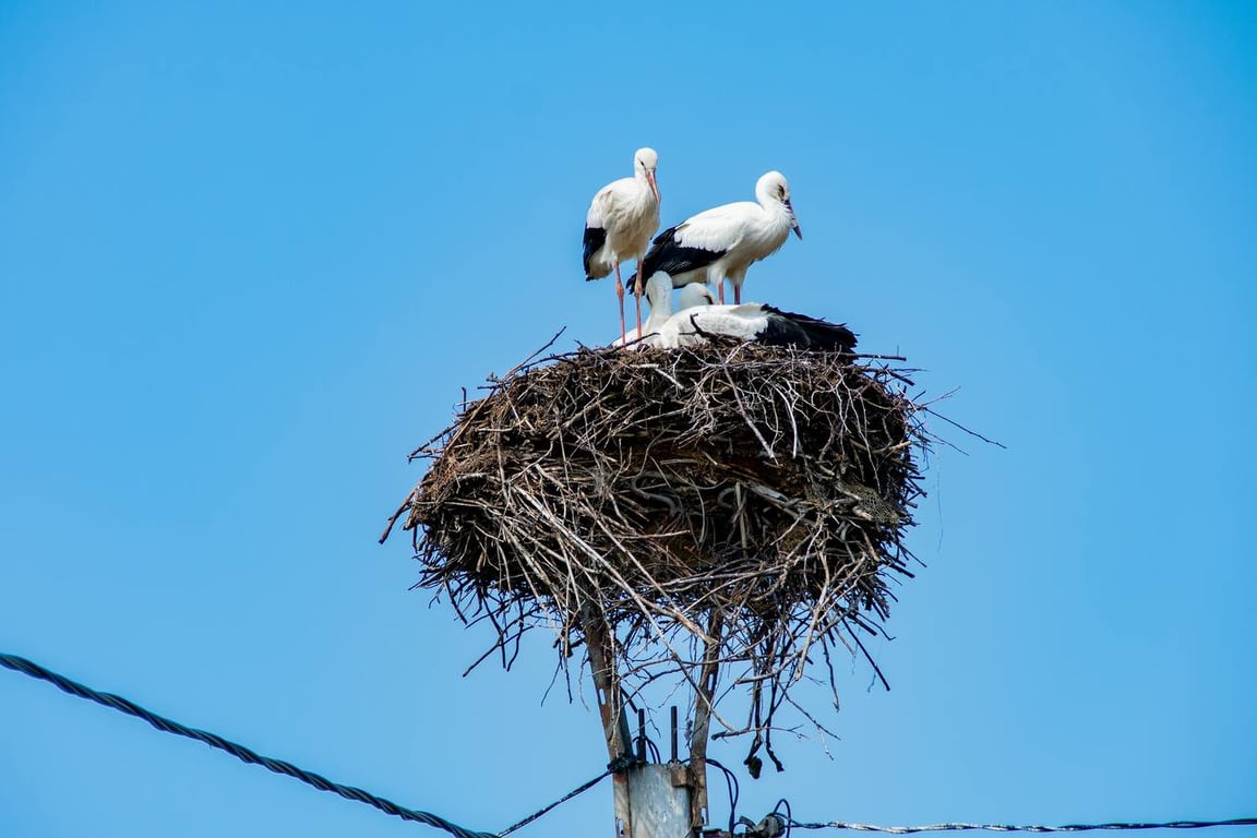 Энергетики Брестской области после бури установили специальные конструкции для лишившихся гнезд аистов