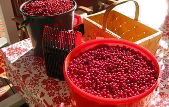 Сезон сбора клюквы в Витебской области начался с запрета на посещение лесов в нескольких районах