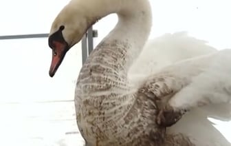 Гулявшего по Бресту лебедя забрала местная жительница