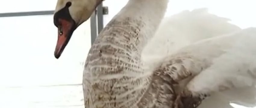 Гулявшего по Бресту лебедя забрала местная жительница