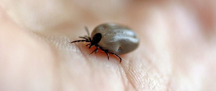 В сентябре активность клещей на севере Беларуси была минимальной