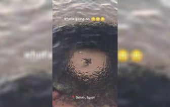 В TikTok показали рыбу, которая «держит район в страхе». Что за вид? — Видео