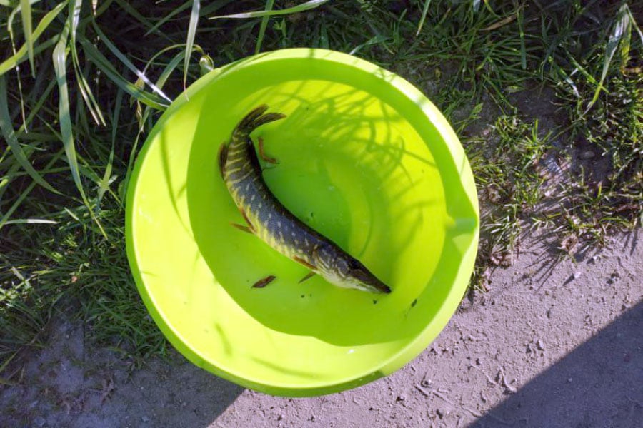 В Кобрине определяли лучшего спиннингиста города – самый младший участник поймал самую большую рыбу