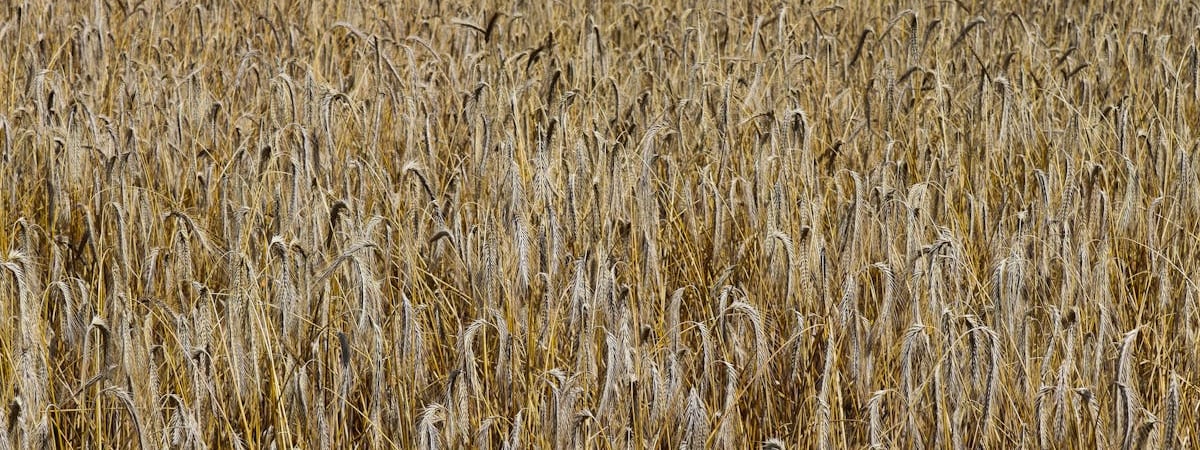 Франция поставит Украине ударные дроны новой разработки