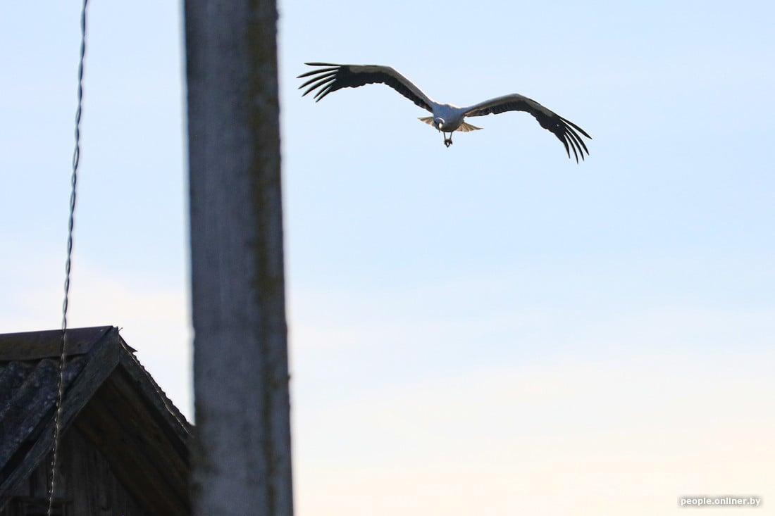 Вы такое видели? В деревне Вороцевичи Ивановского района аисты почти на каждом столбе