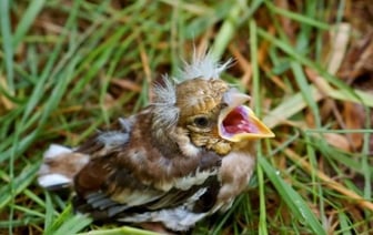 Почему не стоит спасать птенцов, выпавших из гнезда
