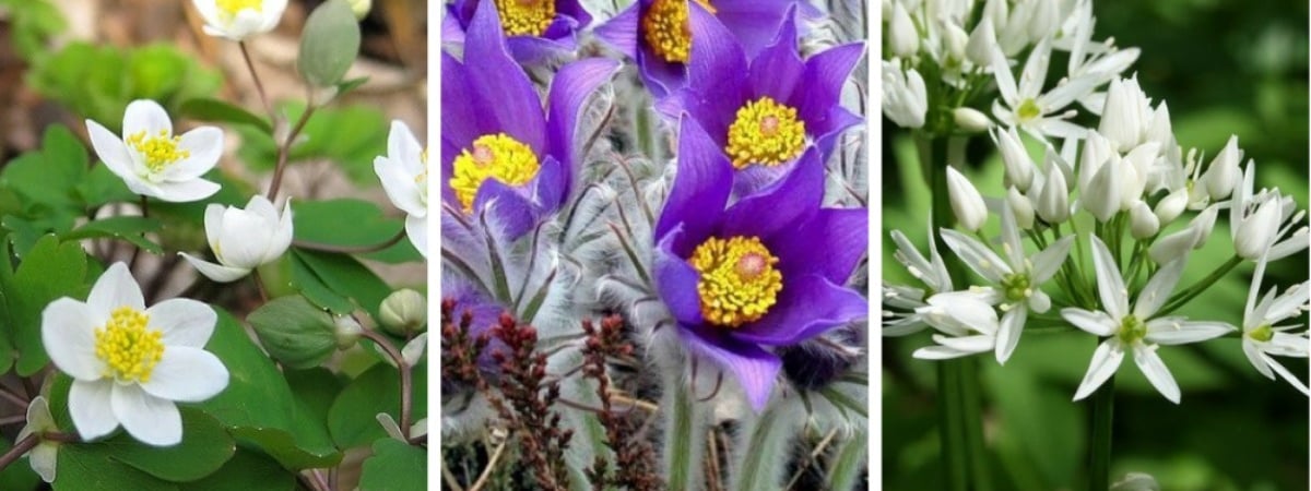 Штраф от 400 рублей. Срыв каких первоцветов запрещен в Беларуси? — Фото