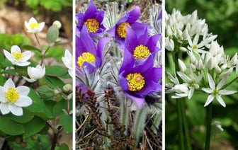 Штраф от 400 рублей. Срыв каких первоцветов запрещен в Беларуси? — Фото