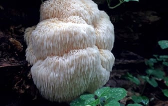 Редчайший для Беларуси гриб найден в Беловежской пуще