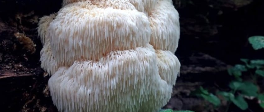 Редчайший для Беларуси гриб найден в Беловежской пуще