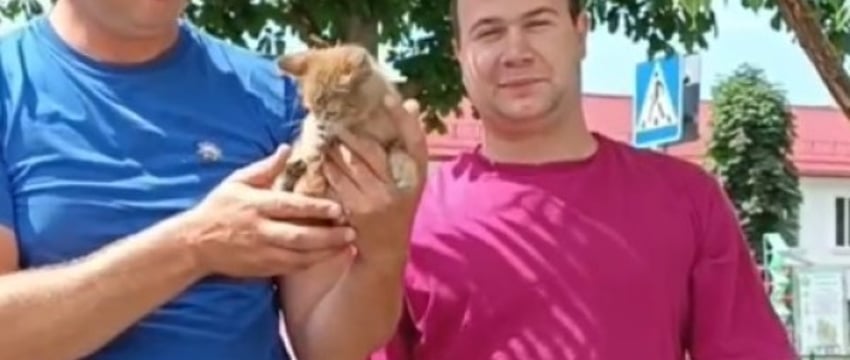 История спасения со счастливым концом. В Жабинке спасли котенка, который два дня находился под капотом автомобиля