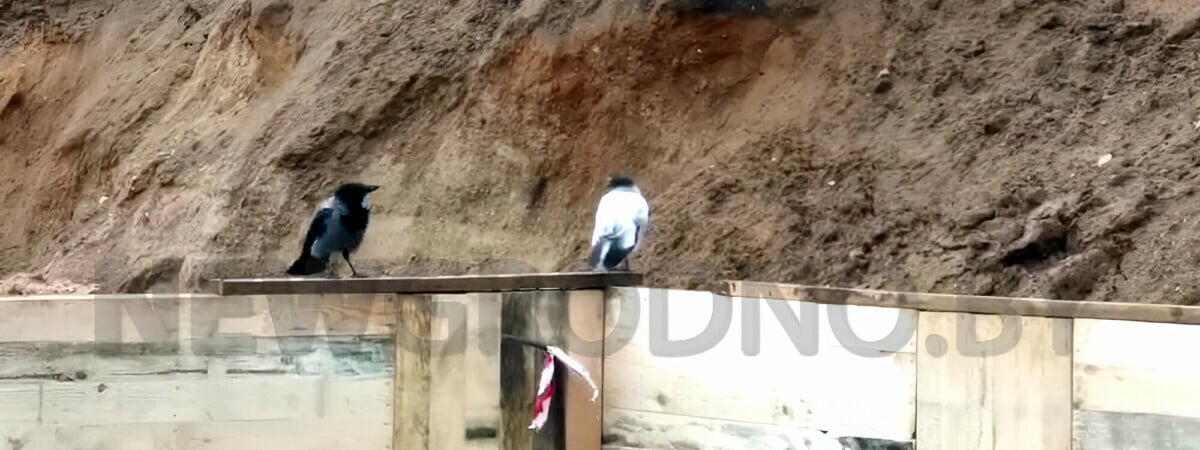 В Гродно прохожие заметили белую ворону. А вы видели такую? — Видео