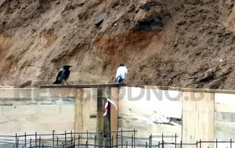 В Гродно прохожие заметили белую ворону. А вы видели такую? — Видео