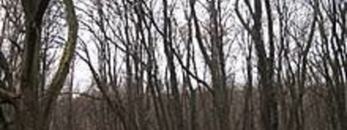 О погоде с 23 по 29 декабря рассказал синоптик