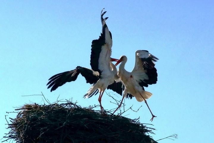 Фото из открытых источников (иллюстративное)