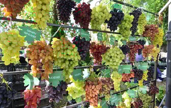 Фестиваль винограда прошел в Гомеле. Лайфхаки от участников