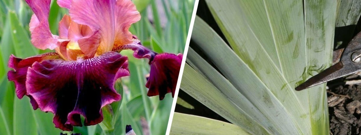 Обязательно посмотрите на листья. Когда и как обрезать ирисы осенью, чтобы порадовали буйным цветением? — Полезно