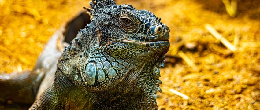 Не отдавайте деньги мошенникам. У жительницы Полоцка взломали аккаунт в Telegram