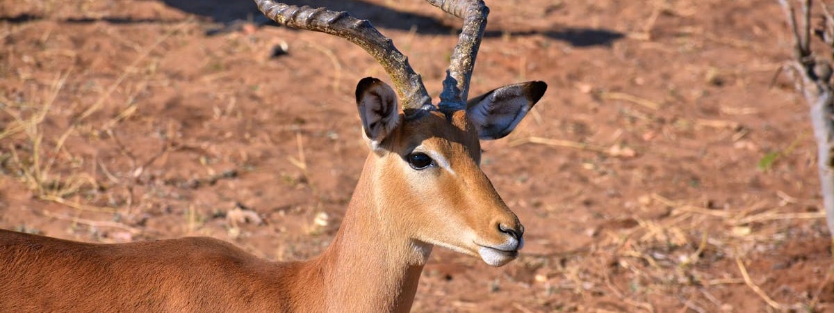 Валютные резервы Зимбабве растут на фоне спроса на новую национальную валюту