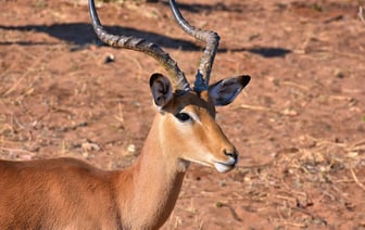 Валютные резервы Зимбабве растут на фоне спроса на новую национальную валюту