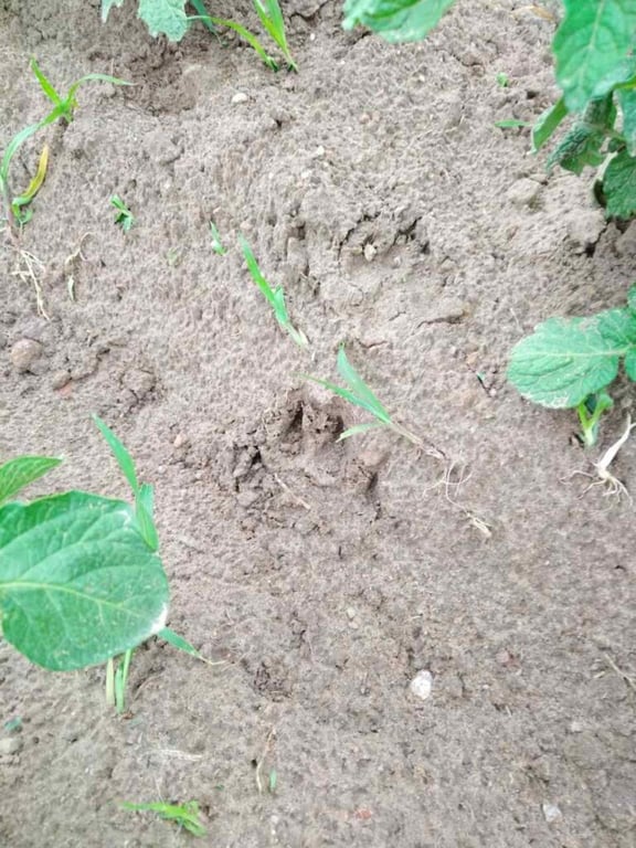 Бежали из леса втроем как ошпаренные. В Борисовском районе медведи начали выходить к людям