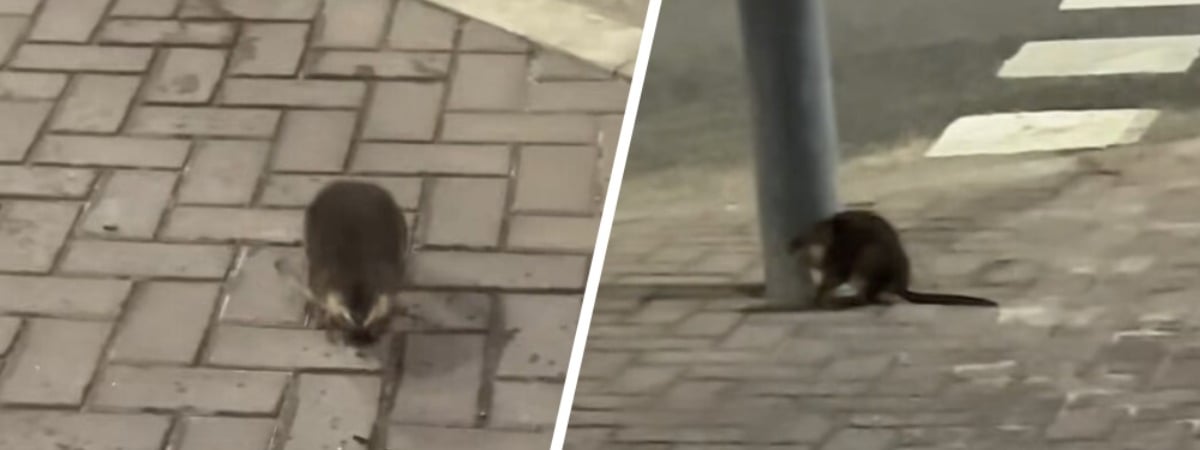 «Нападают без предупреждения» — В «Минск-Мире» заметили бобра. Или ондатру? — Видео