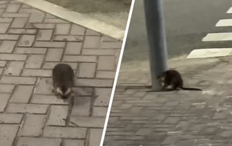 «Нападают без предупреждения» — В «Минск-Мире» заметили бобра. Или ондатру? — Видео