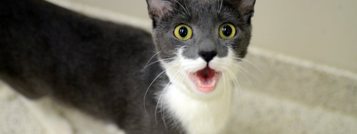 Почему кошки внезапно начинают жалостливо кричать? Это нужно знать каждому хозяину — Полезно