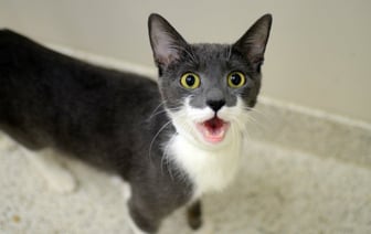 Почему кошки внезапно начинают жалостливо кричать? Это нужно знать каждому хозяину — Полезно